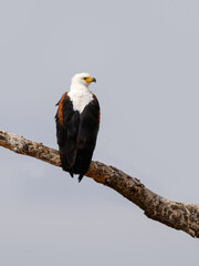 African Fish Eagle on tree branch against sky