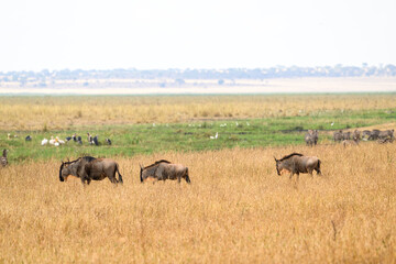 Wildebeests walking in Tarangire National Park in dry season, Tanzania