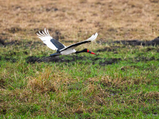 Saddle Billed Stork in flight in Tarangire National Park