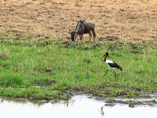 Saddle Billed Stork foraging for food in shallow water in Tarangire National Park