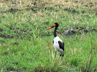 Saddle Billed Stork foraging for food in shallow water in Tarangire National Park