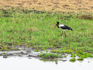Saddle Billed Stork foraging for food in shallow water in Tarangire National Park