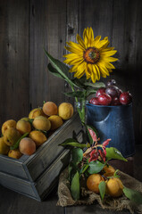 still life of apricots and cherry plum
