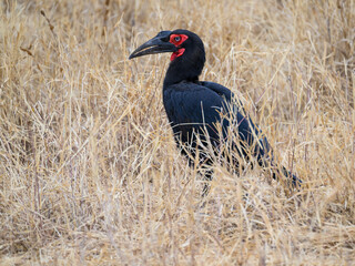 Southern Ground Hornbill foraging in savannah of Tanzania in dry season