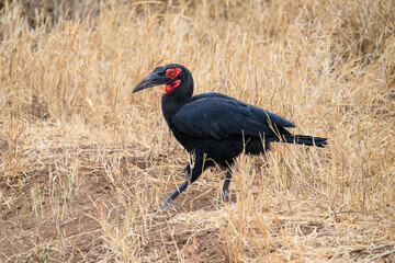 Southern Ground Hornbill foraging in savannah of Tanzania in dry season