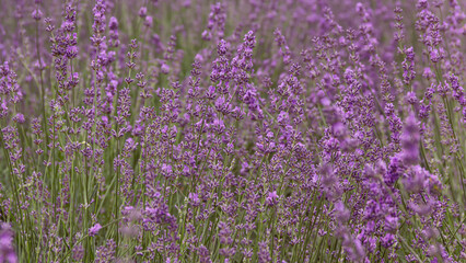 Fototapeta premium Fragrant purple lavender flowers blooming