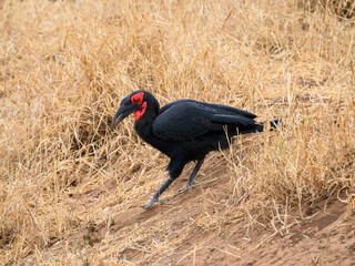 Southern Ground Hornbill foraging in savannah of Tanzania in dry season