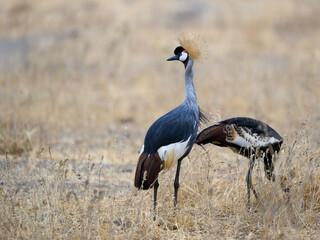 Gray Crowned-Crane in Tarangire National Park in dry season, Tanzania