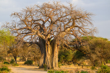Baobab or boab, boaboa, bottle tree, upside-down tree and monkey bread tree in Tarangire National Park,Tanzania