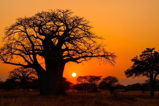 Beautiful sunset with silhouette of baobab tree at Tarangire National Park, Tanzania