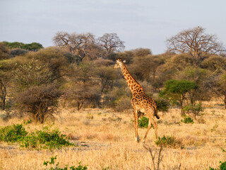 Masai Giraffe feeding on acacia leaves in Tarangire National Park in dry season, Tanzania