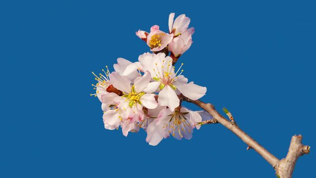 Almond Flowers Bloom in Time Lapse on a Blue Background. Macro Timelapse Video of Spring Tree Blossoming Branch. Birth of Nature