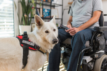 Service dog assisting a man in a wheelchair with disability at home, picking up and bringing him a...