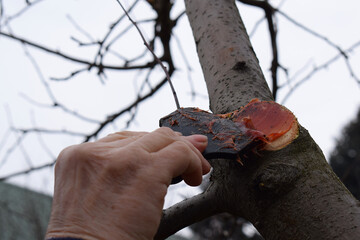 Processing a cut of a fruit tree with garden pitch.