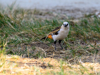 White-headed Buffalo Weaver is feeding on ground, Tanzania, Africa