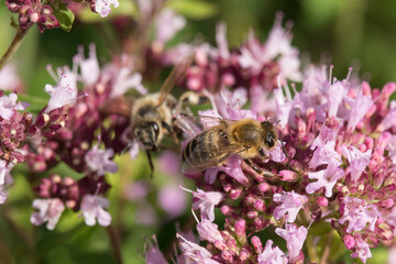 Biene auf lilafarbener Blüte