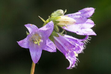 lila Blüten einer Glockenblume