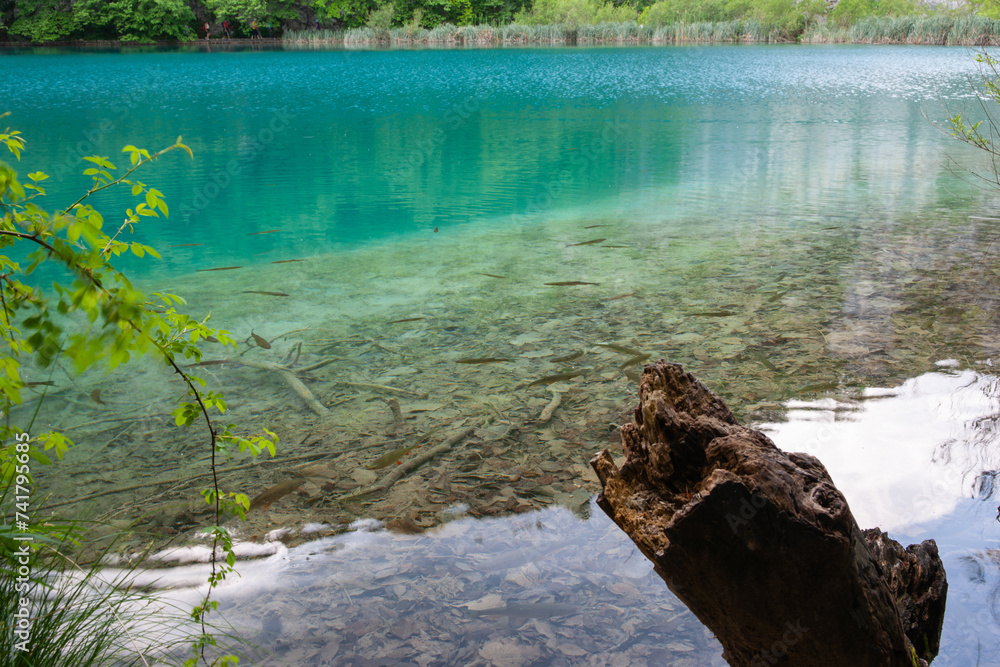 Sticker foreground log and small fish in calm turquoise water croatia