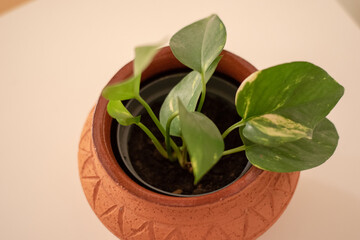 Golden pothos or Epipremnum aureum in a rustic clay pot against a white backhround.