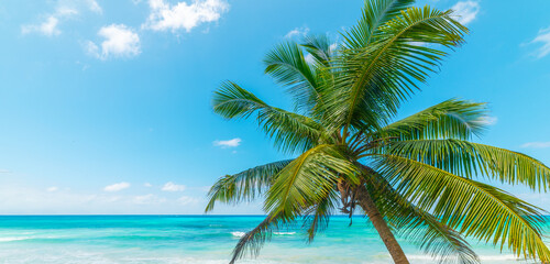 Turquoise sea and palm trees in a tropical beach - 741795838