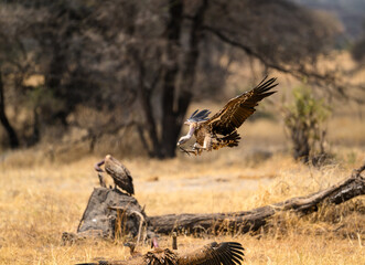 Ruppell's Griffon or Ruppell's Vulture in flight landing