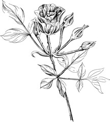 Wild flower isolated on white background. Black and white engraved ink art illustration.