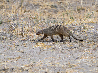 Banded Mongoose walking in Tanzania savannah