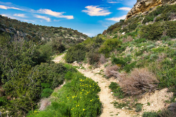 Fototapeta na wymiar The Vritzi (or Vrytzi) trail in Agios Theodoros, Larnaca area, Cyprus, a short hiking trail through a forested gorge. Green bushland and yellow flowers 