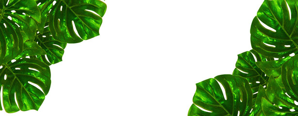 Banner of tropical palm leaf monstera design on transparent background. Flat lay, top view.