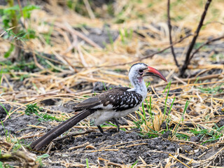 Northern red-billed hornbill  is feeding on ground, Tanzania, Africa