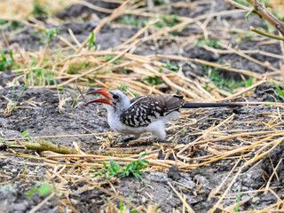 Northern red-billed hornbill  is feeding on ground, Tanzania, Africa