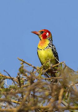 Beautiful red and yellow barbet, a colorful african bird on acacia tree branch against blue sky