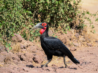 Southern Ground Hornbill foraging in savannah of Tanzania in dry season, closeup portrait