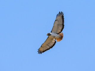 Augur Buzzard in flight on blue sky