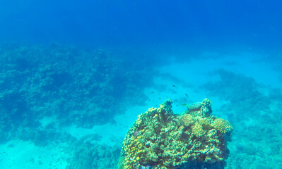 Amazing  coral reef and fish