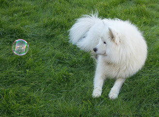 Dog on the grass with a soap bubble