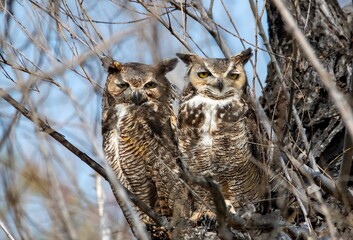 A pair of great horned owl with eyes open and checking out the surroundings