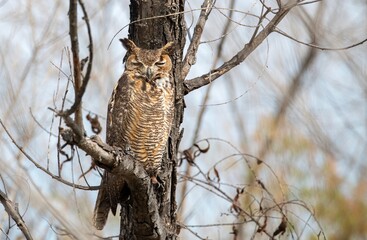 Great horned owl looking menacing from a low branch