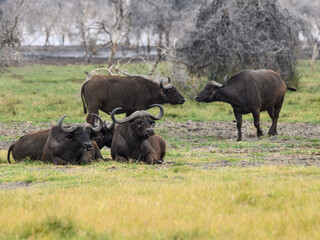 The herd of African Buffaloes resting in savannah of Tanzania 