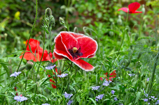 Flowers red poppies and blue flax on green field in summer