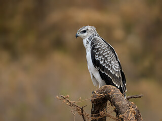 Immature Martial Eagle perched on tree branch, closeup portrait against dark background