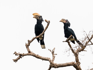 Male and Female Silvery-cheeked Hornbills on tree branches against white background, isolated