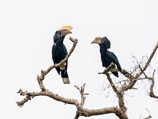 Male and Female Silvery-cheeked Hornbills on tree branches against white background, isolated