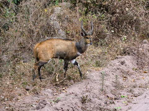 The Cape bushbuck or imbabala in the savannah of Tanzania