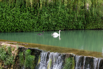 Tomar, Portugal. Europe Beautiful white swan glides on the water.