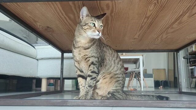 Cute Oriental cat under the table at home