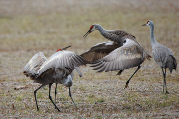 Two sandhill cranes in a mating display posture