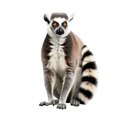 Beautiful Lemur on transparent background PNG
