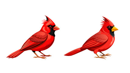 Cardinal Bird Set Isolated. 