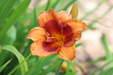 Orange lily flower in the garden. 